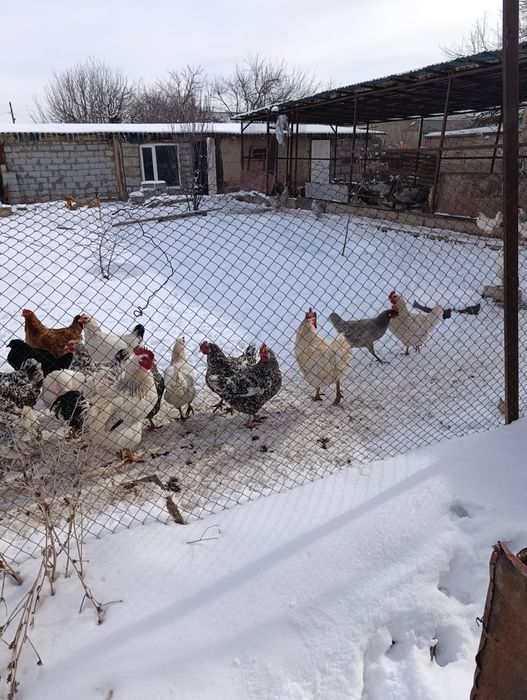 Продам домашних кур