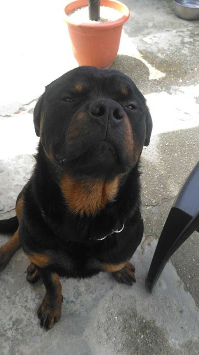 servicii de dresaj si pensiune canina