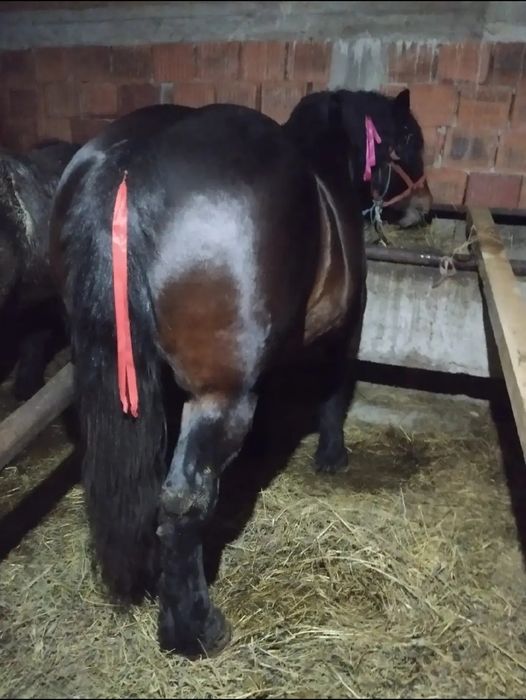 Iapa de 5 ani 1.78 la graban  si undeva la o 1000 kg