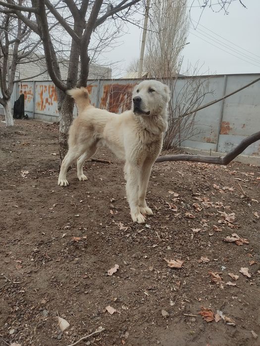 Продается собака почти 2 года