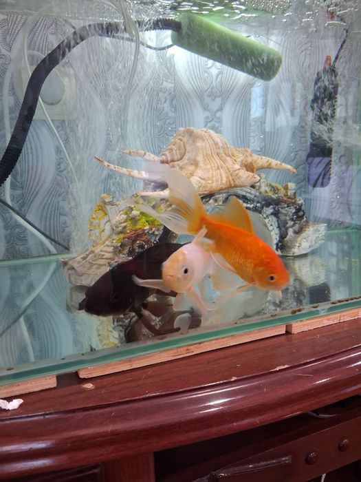 Продам аквариум с золотой рибками