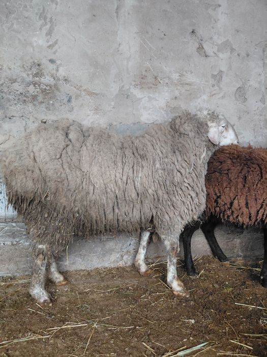 Кошкар сатылады 2ден асып жатр