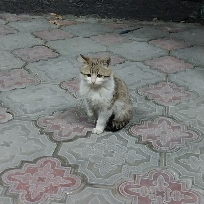 Отдам 3х котят !