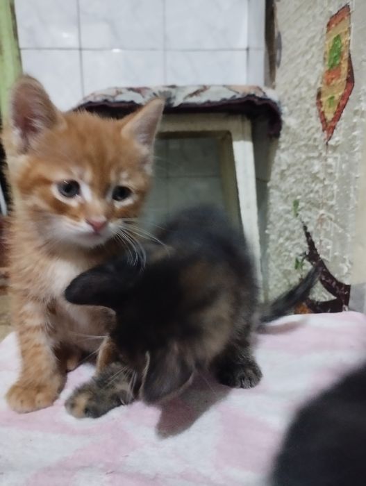 Отдам котят в хорошие добрые руки