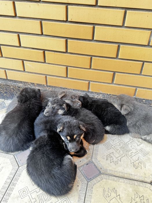 Овчарки маленькие продам