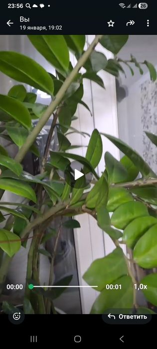 Цветок замиакулькас.