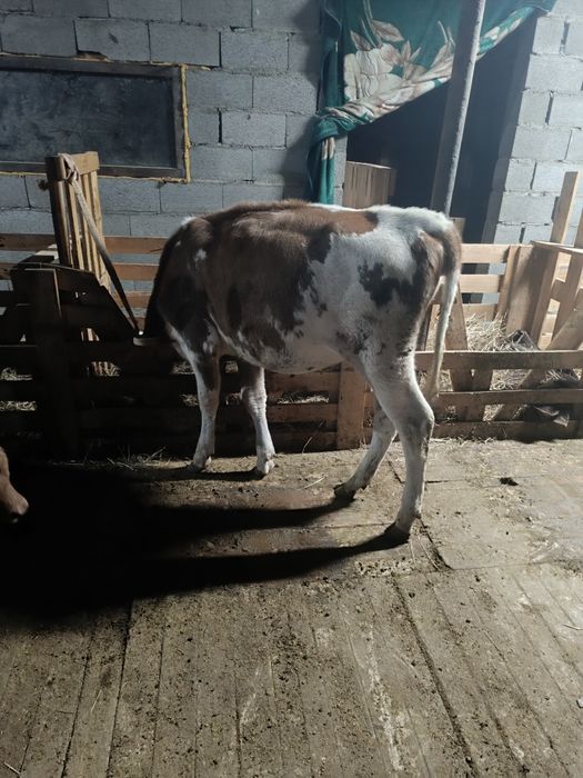 Продам каров дойных