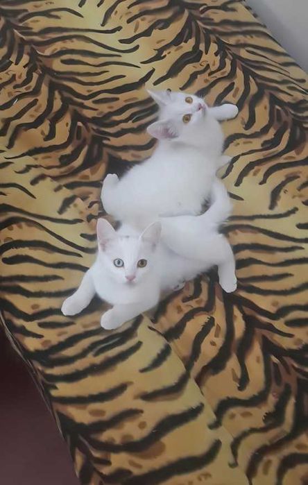 Отдаем совершенно бесплатно в самые добрые и ответственные руки котят.