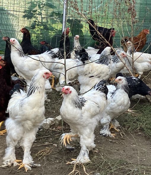 Gaini si cocosi  de 1 an de rasa mare
