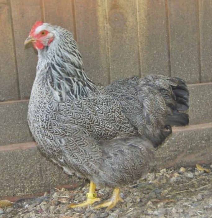 rhode island red si plymoth argintiu