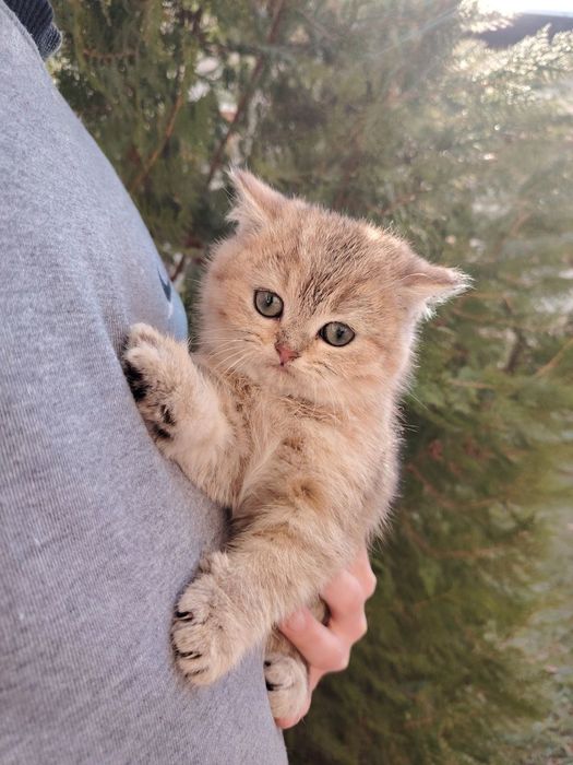 Продаётся котёнок скотиш страйт