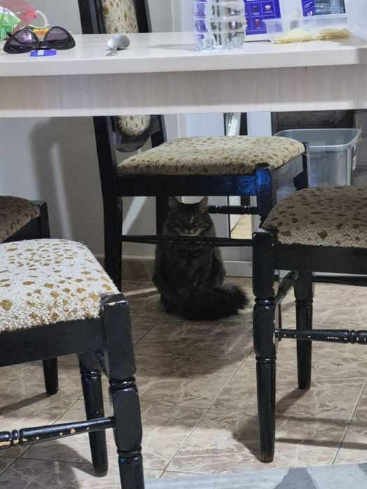 Подарявам КОТКАА