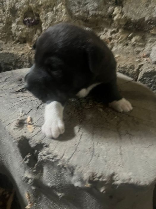 Отдам щенков в добрые руки( все девочки)