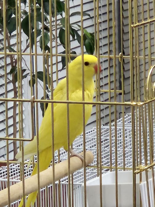 Желтый ожереловый попугай