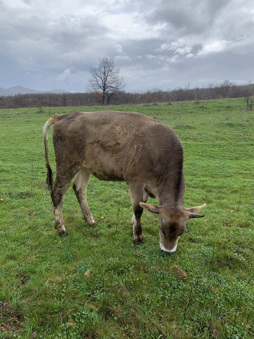 Продавам мъжки скопени ярета и юница!