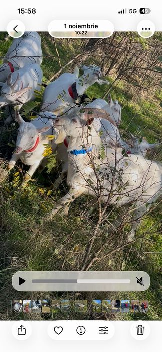 De vânzare țap original saanen  vârstă 9 luni