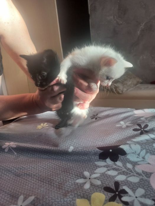 Отдам красивых котят