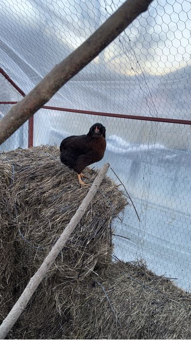 Vand Gaini, Gaste , Bibilici de anul trecut…