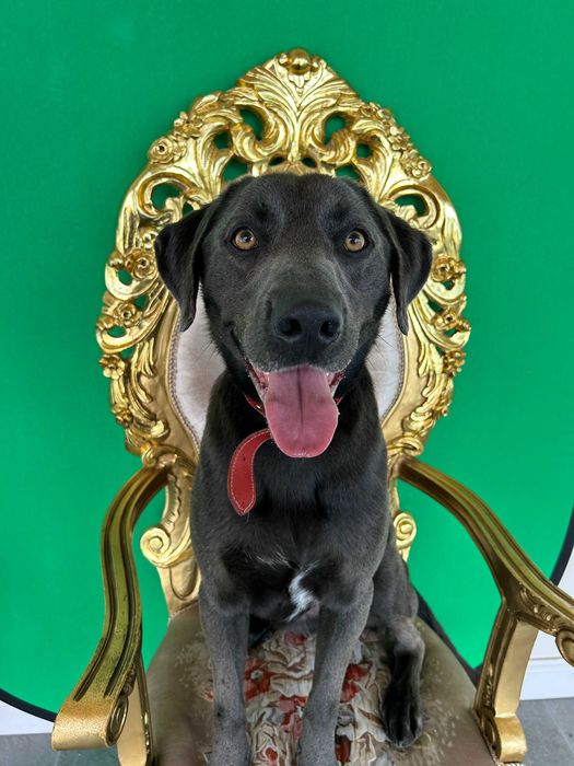 DRESAJ CANIN PROFESIONIST | septembrie educatie & reabilitare| JOCO DOG ACADEMY