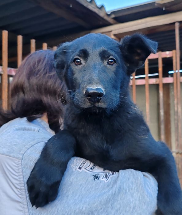 Щенки восточно-европейской овчарки