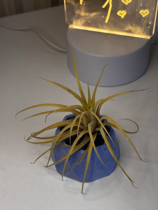 Тилландсия цветы