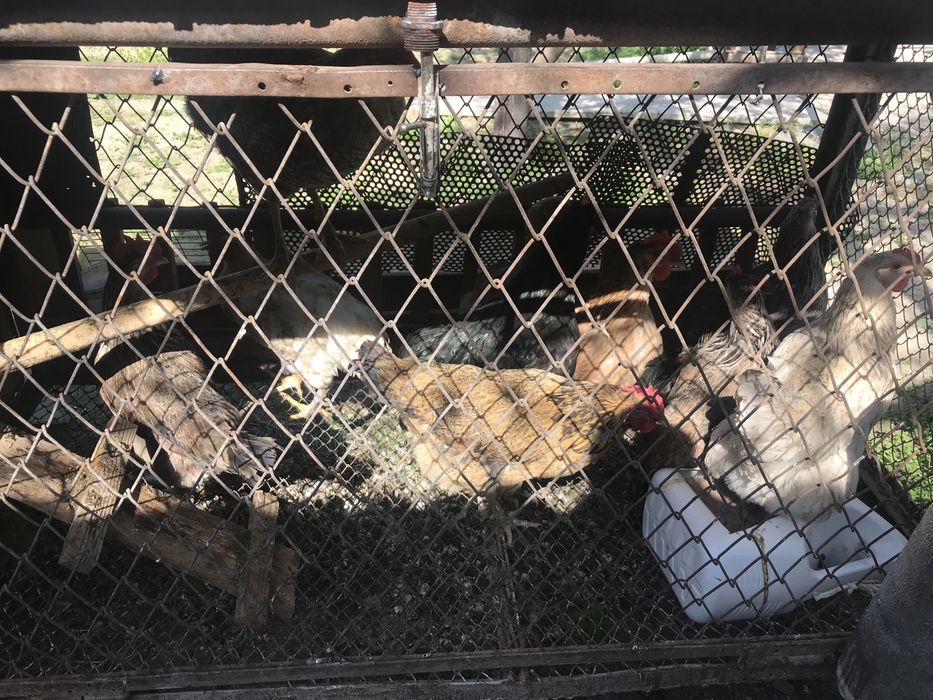 Куры                 .