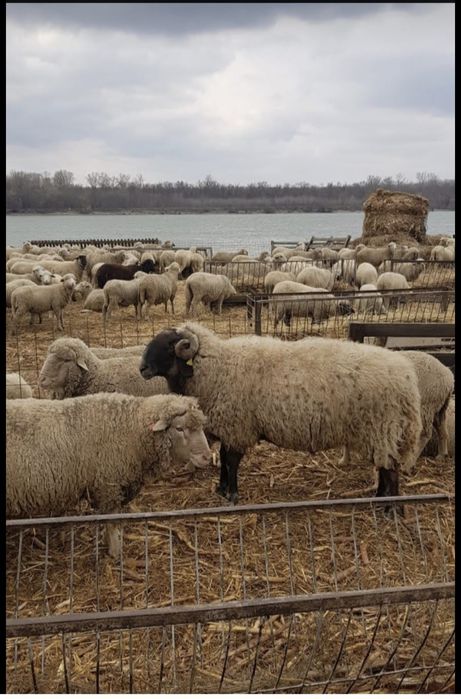 Brânză de oaie proaspătă – la alegere: caș sau mai sărată | Livrare Constanța