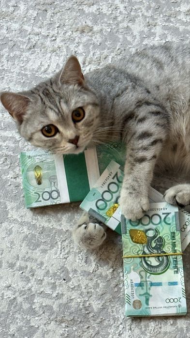 Шотландская прямоухая