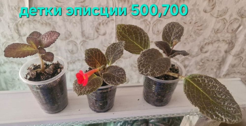 Цветы домашние разные