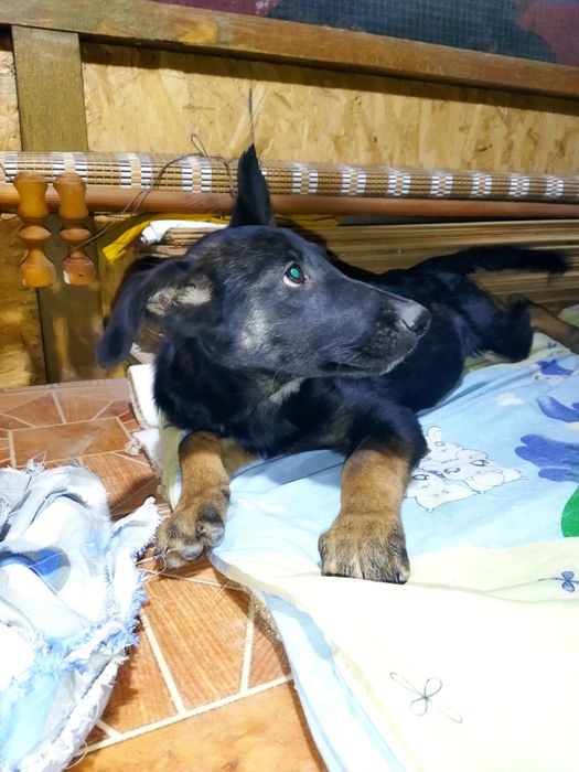 Шустрая ,активная девочка ищет семьют