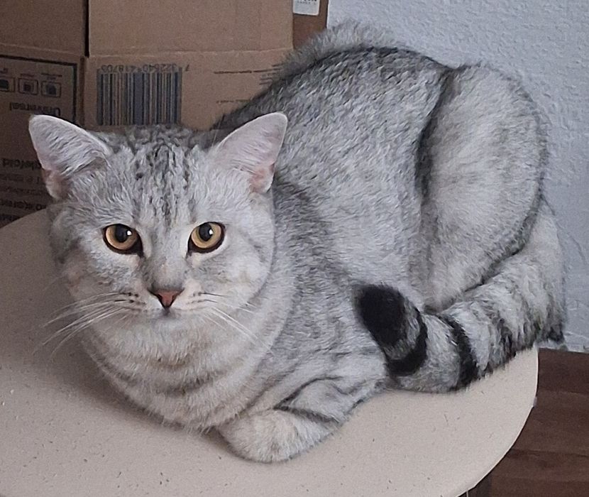 Шотландские кошки 9 месяцев
