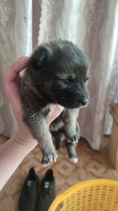 Отдам в добрые руки