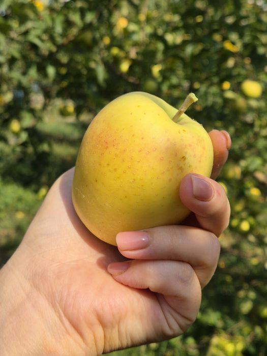 Продам яблоки с сада.