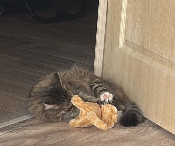 Ищу добрые руки для кота