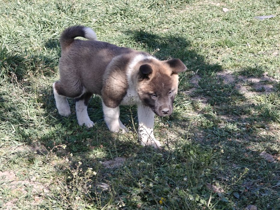 Cățel Akita american