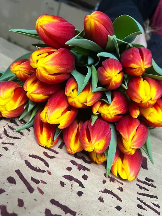 Тюльпаны оптом и в розницу