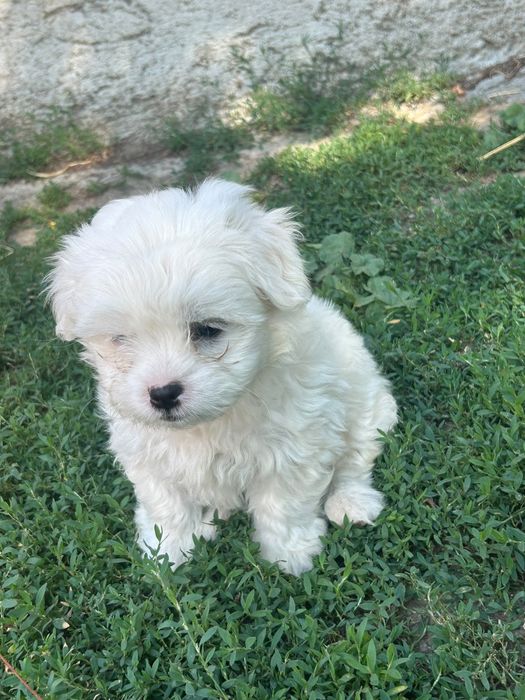 Donez căței bichon de 8 saptamini