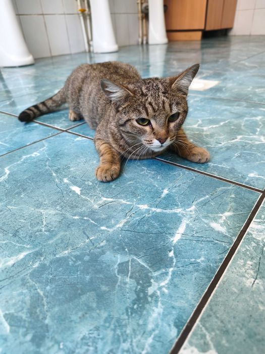 Отдам в добрые руки кошечку-подростка