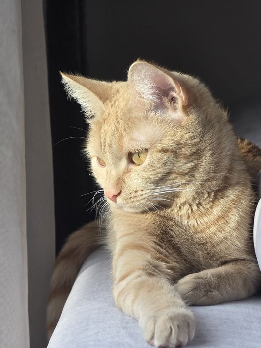 Кошка рыжая ищет дом