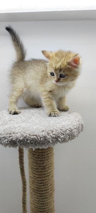 Кошечка и котик БриТанСкие
