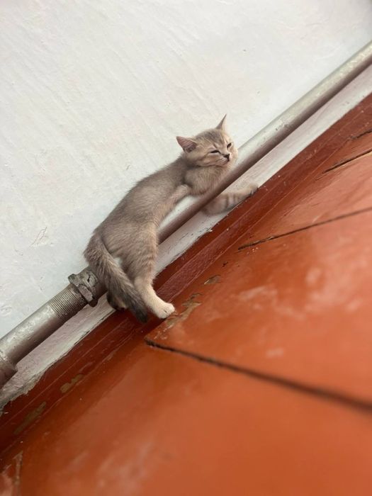 котёнок шиншиллы ищет добрый дом