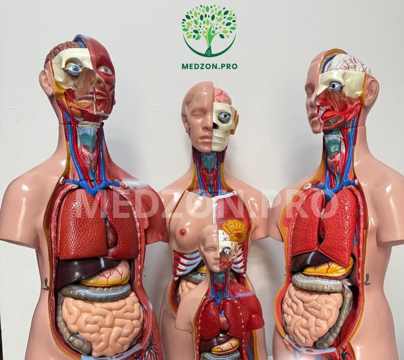 Анатомические Муляж