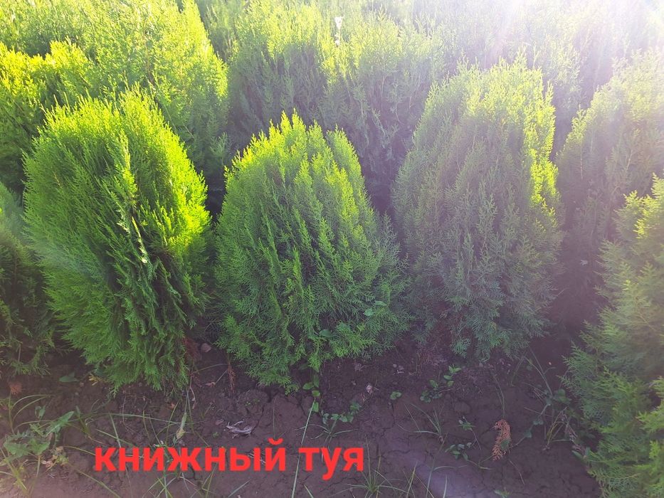 Арчалар яшил девор учун.