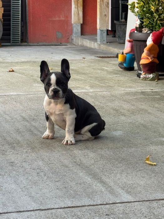Bulldog francez femelă