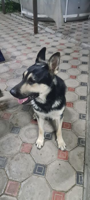 Красивый кабель Восточно-европейской овчарки