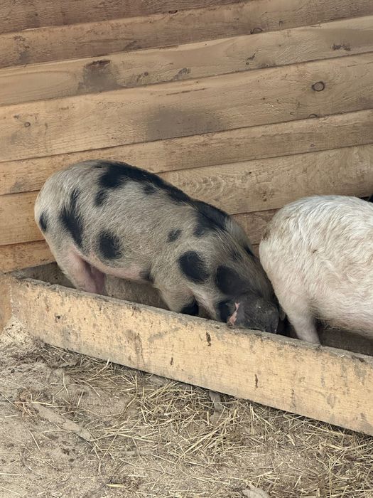 Продавам прасета