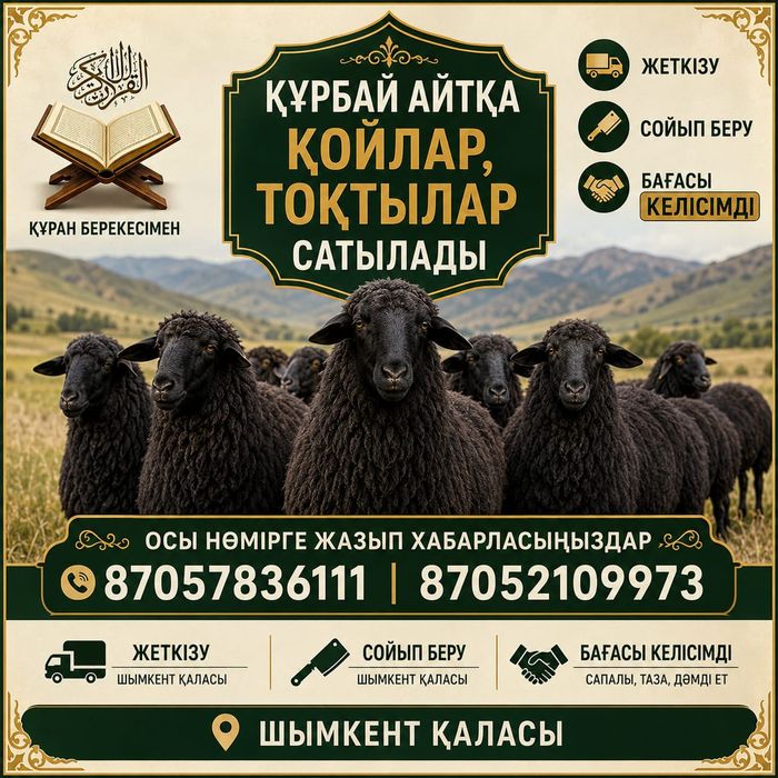 Құрбандыққа қойлар бар.