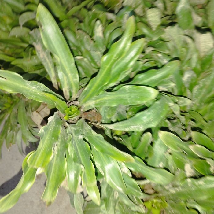 Лиля гули пиёзи сотилади хушбу́й хидлик