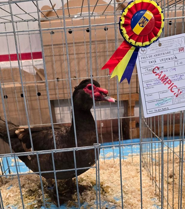 Rațe Lesesti / Mute