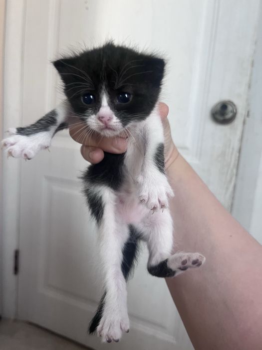 Отдам котят, мама породистая